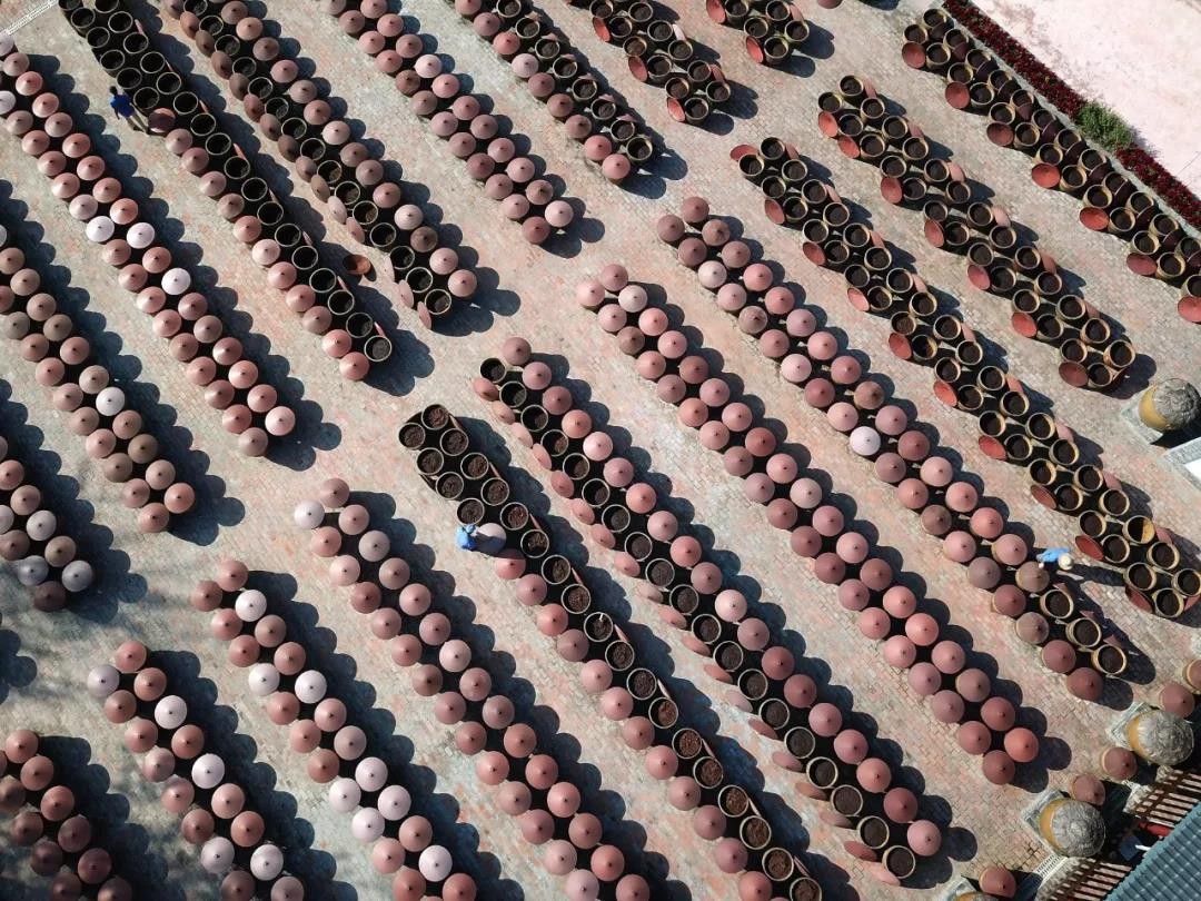 霉变的蚕豆,四川的多味蚕豆