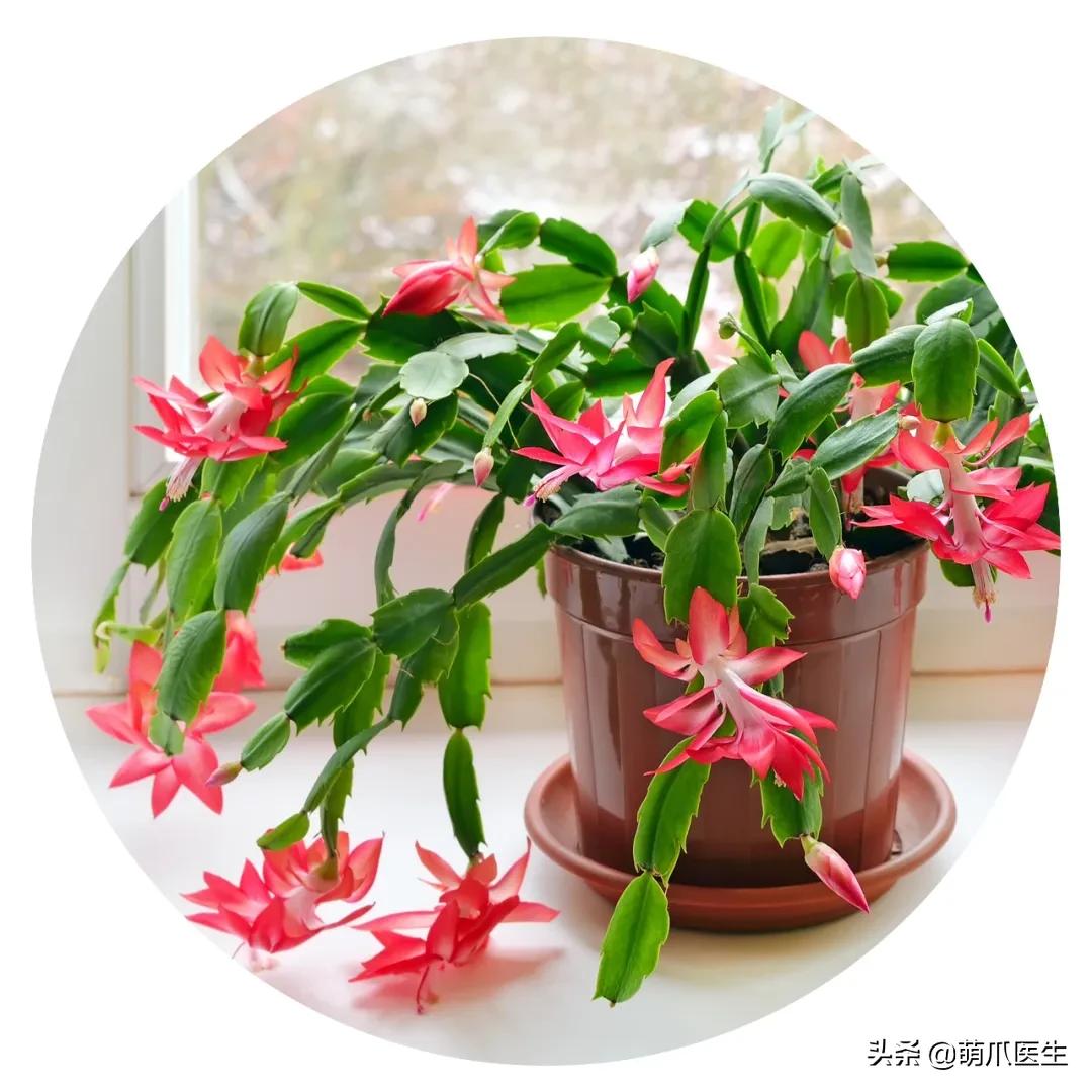 养了猫还适合养鹦鹉吗,养了猫还能养松鼠吗