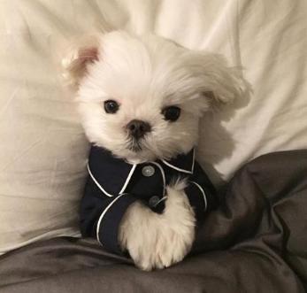 茶杯犬养什么品种比较好,可爱的小狗狗茶杯犬可以装在包里