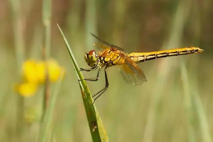 经典植物动物科普,常见植物对应的动物