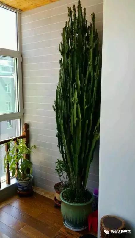 家里三种最旺财的花卉,家里招财旺宅的花