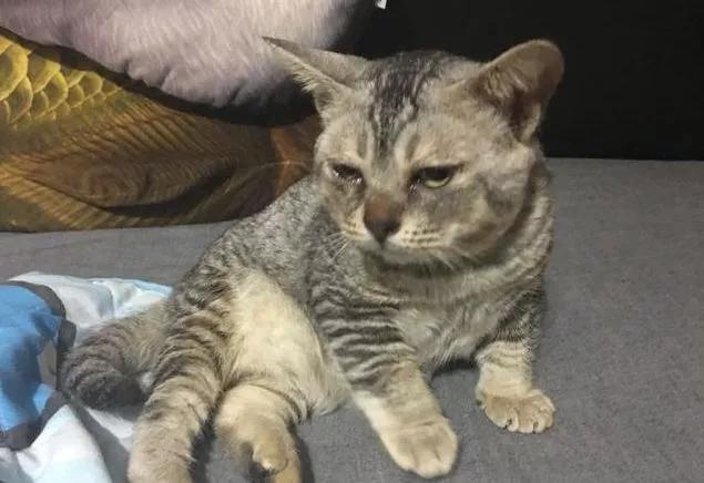 我们家猫真的很弱智怎么办,猫为什么又蠢又自以为是