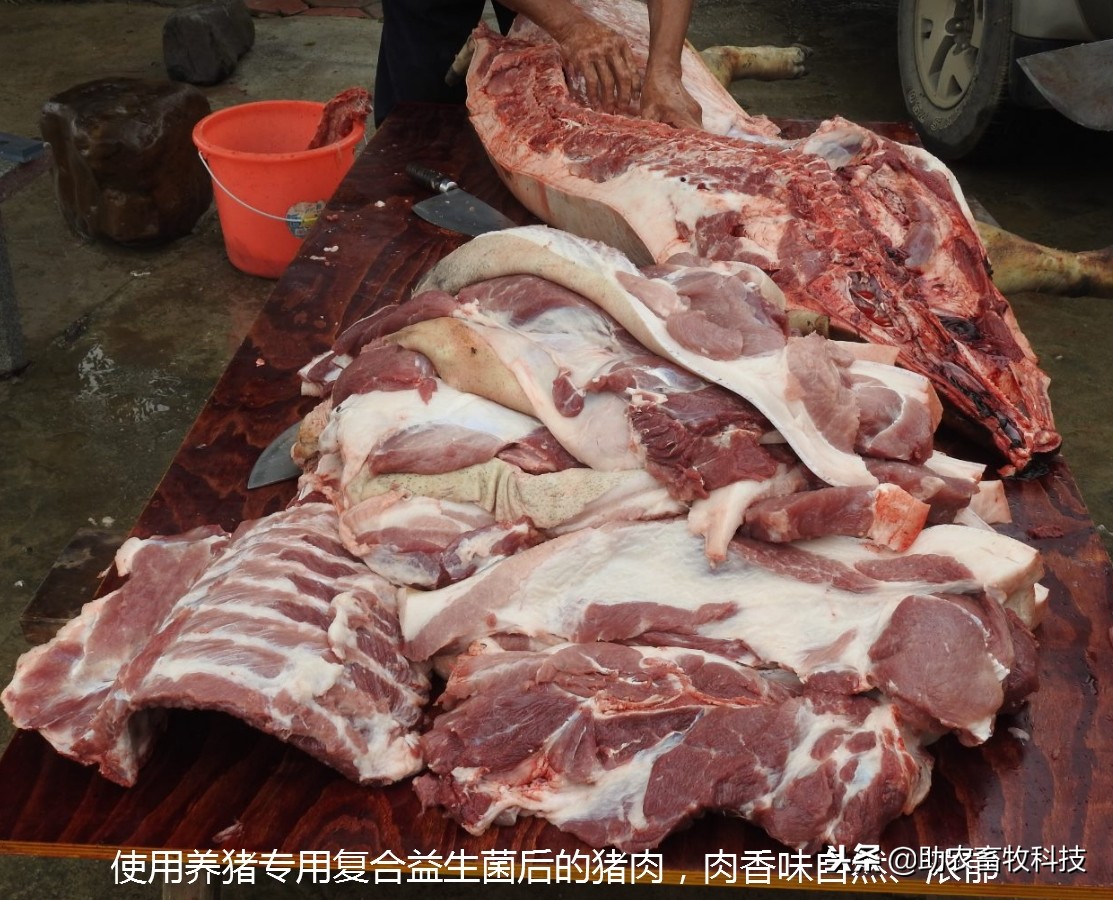 养猪饲料中的益生菌怎么自己制作,养猪专用复合益生菌