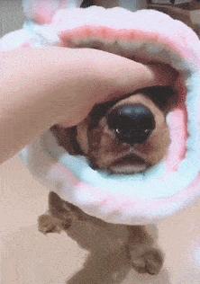 什么样才算纯种狗？纯种狗是怎么培育出来的？