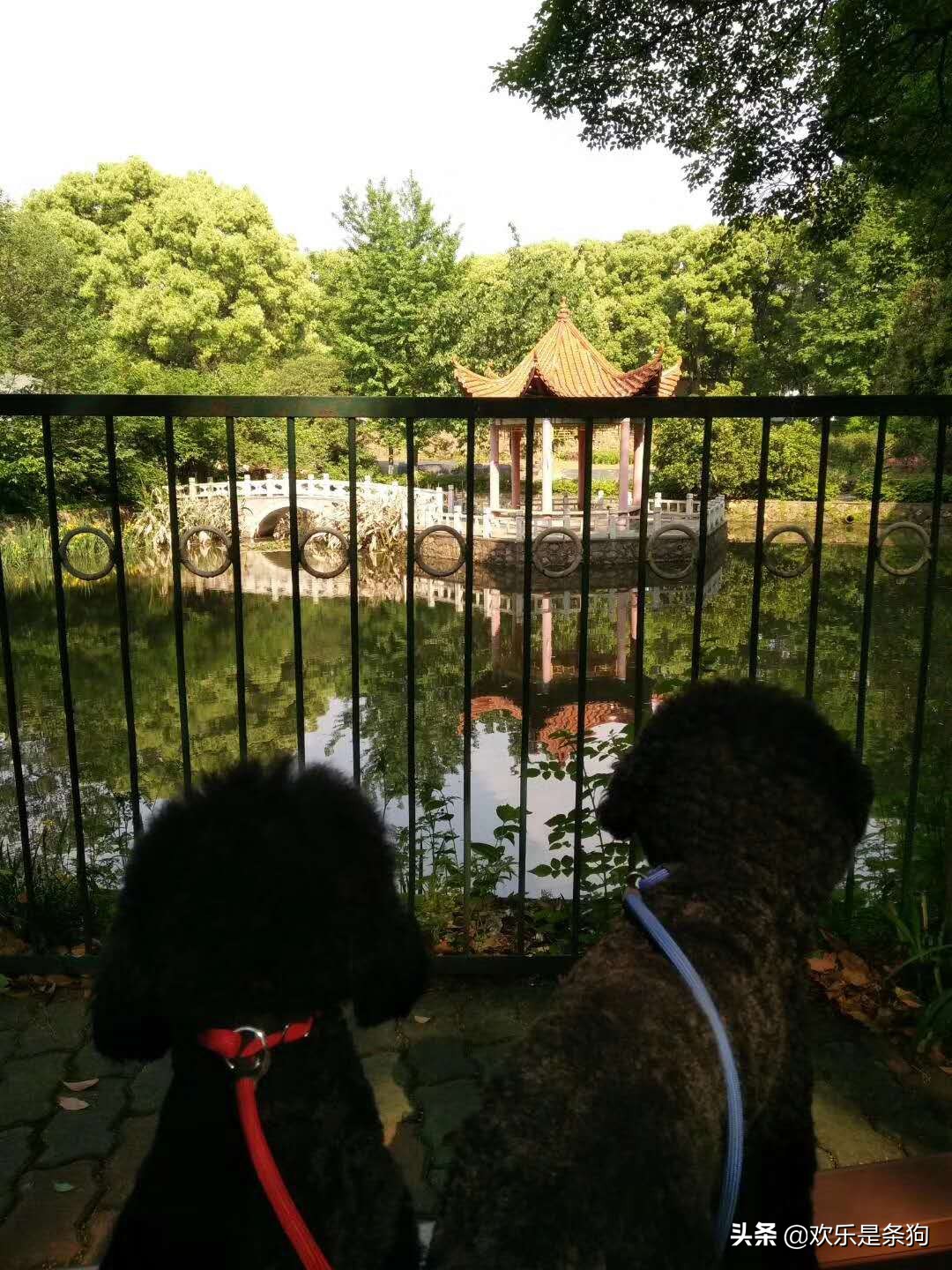 刚买的宠物狗要怎么养,刚抱养的狗狗注意事项