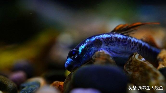 新手养观赏鱼入门基本知识,观赏鱼要怎么养才好