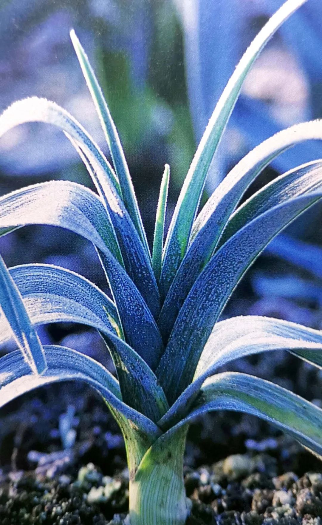 冬季并非意味着园艺季节的结束，这些蔬菜冬季也能栽种