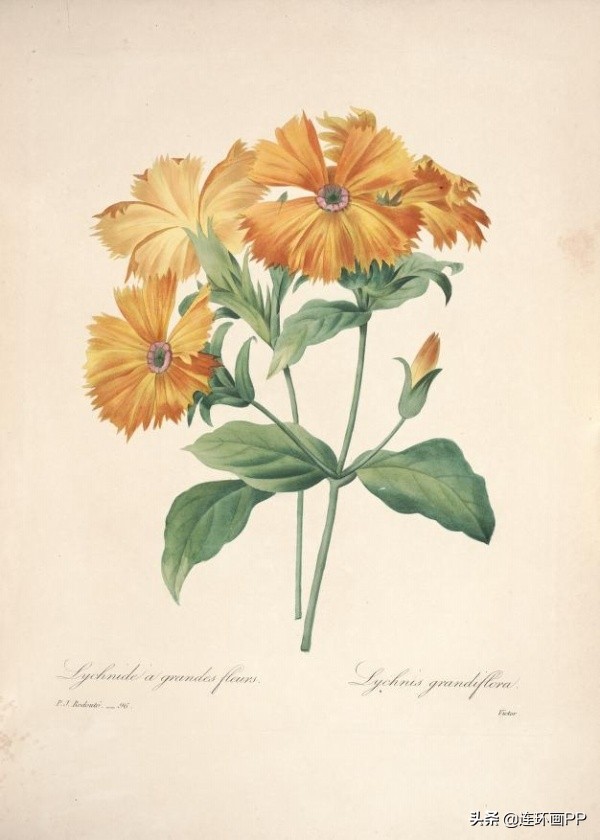 插画风简单的花手绘图片,唯美手绘田园插画图片大全