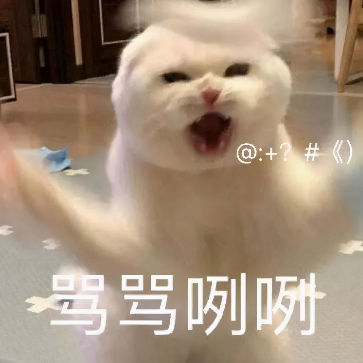 养猫真的不会被抓吗,央视辟谣养猫
