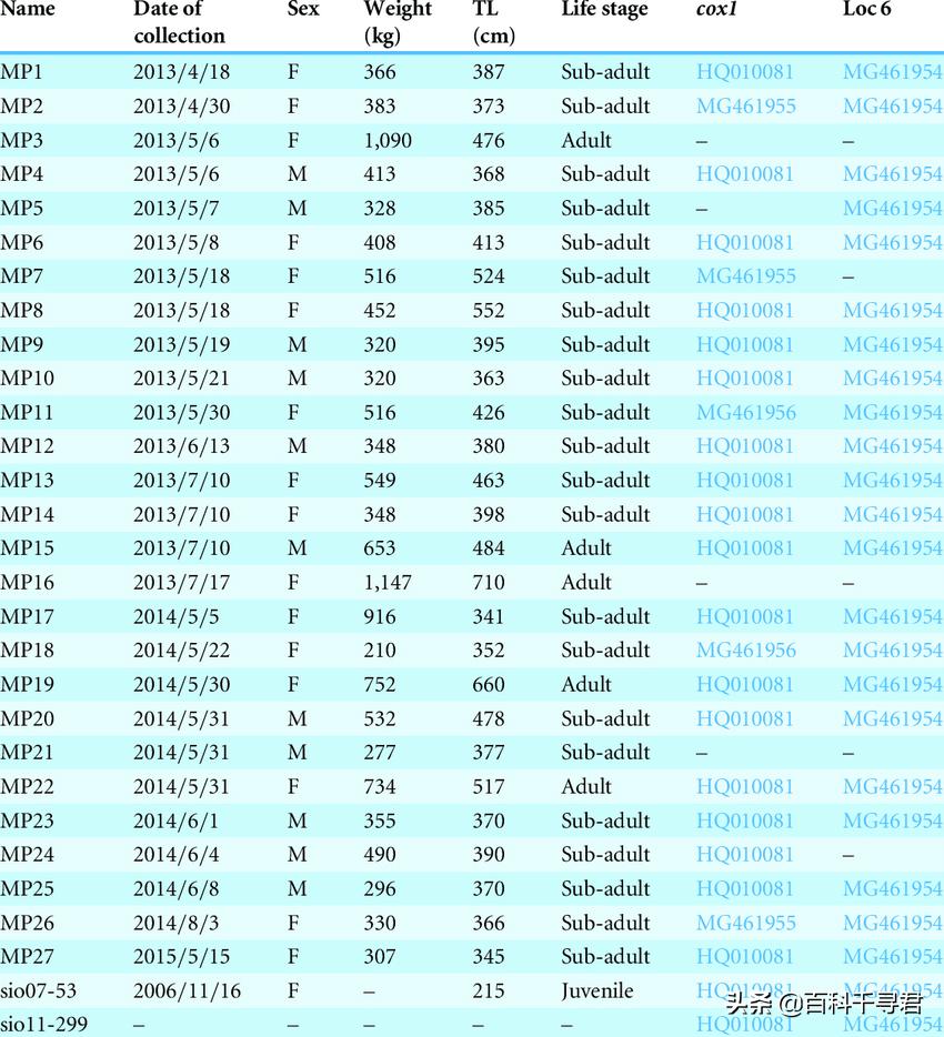 即将灭绝的五头鲨巨口鲨,趣科普最危险的鲨鱼远洋白鳍鲨