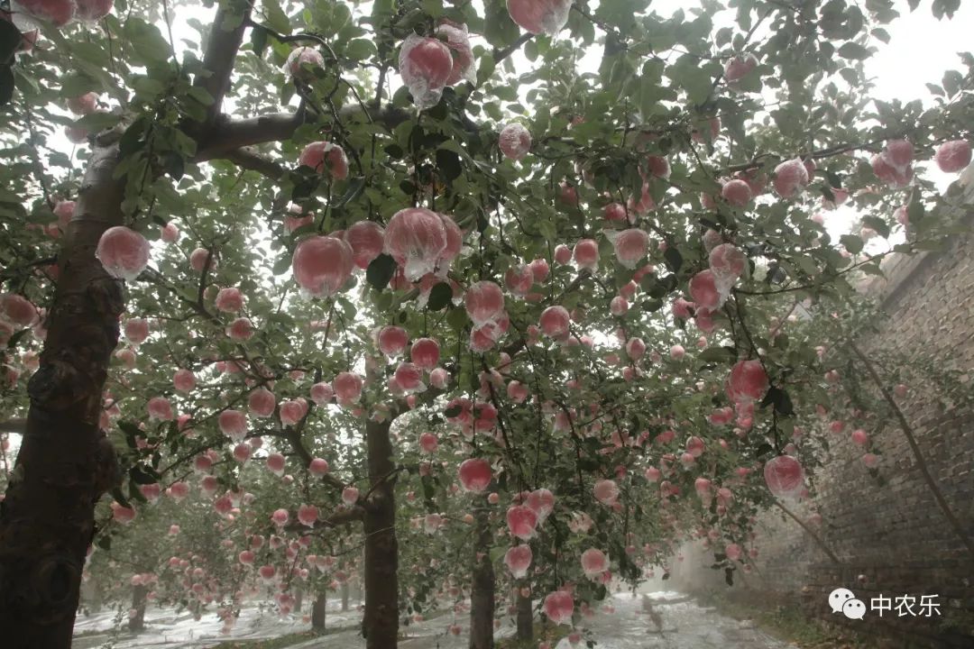 翼城工作站，树好、形好、果更好