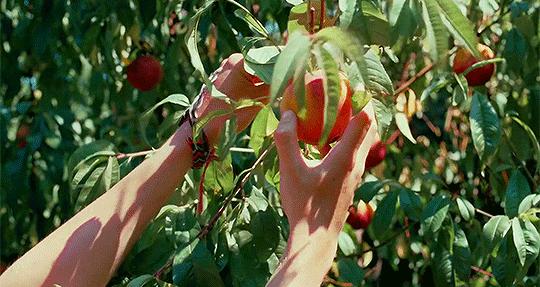 用白桃乌龙做水果茶,用白桃乌龙茶做饮品