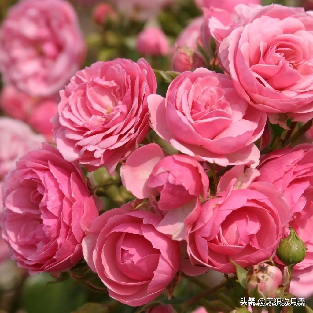4月最浪漫的一次花开，是171个低价月季小苗带来的巅峰时刻！
