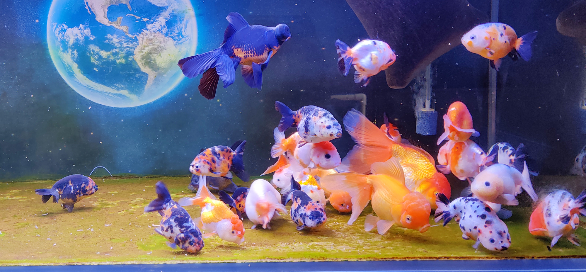 锦鲤白点病治疗三天后可以喂食吗,锦鲤金鱼白点病图片