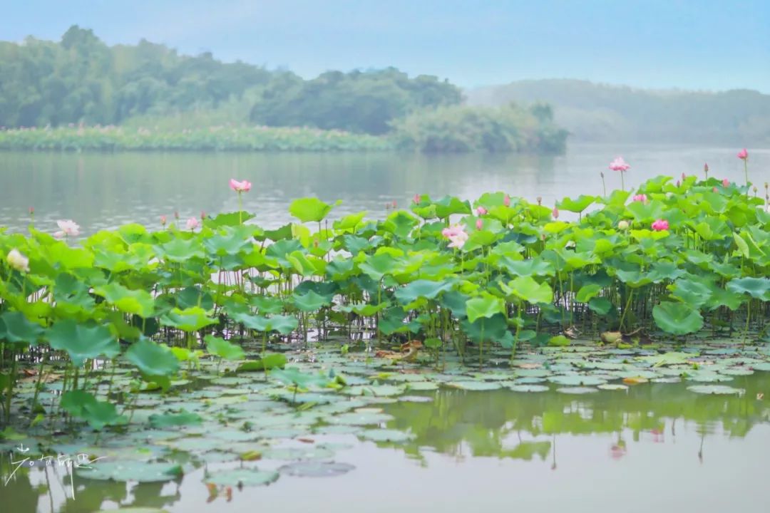 三月赏花一日游上海景点,本月上海赏花一日游最佳去处