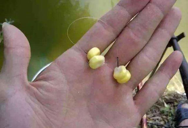 哪些鱼会吃玉米饵料,为什么钓鱼人喜欢用玉米呢