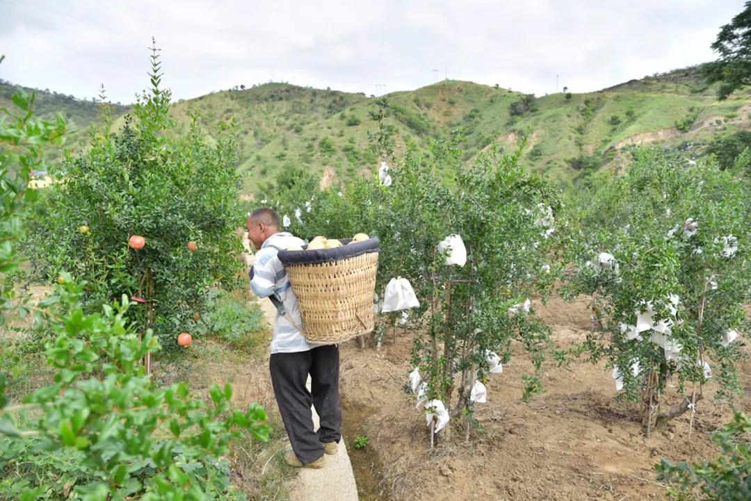 好吃不吐籽的突尼斯软籽石榴来了,被誉为可以吃的雅诗兰黛软籽石榴
