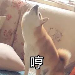 吃瓜沙雕表情包,征服买瓜表情包