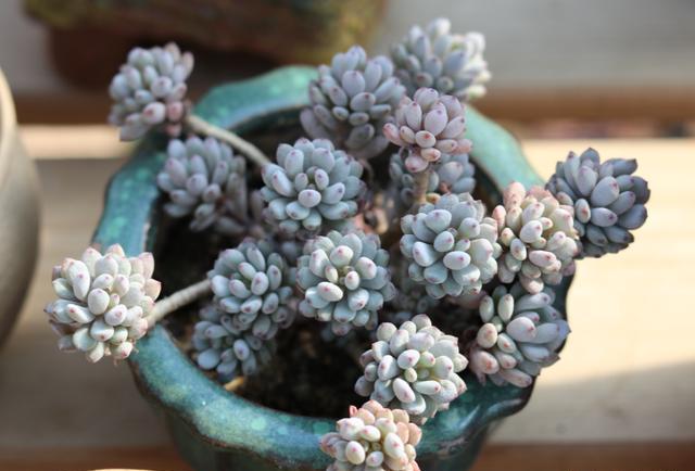 多肉越养越瘦怎么补救,多肉怎么养才不长太高