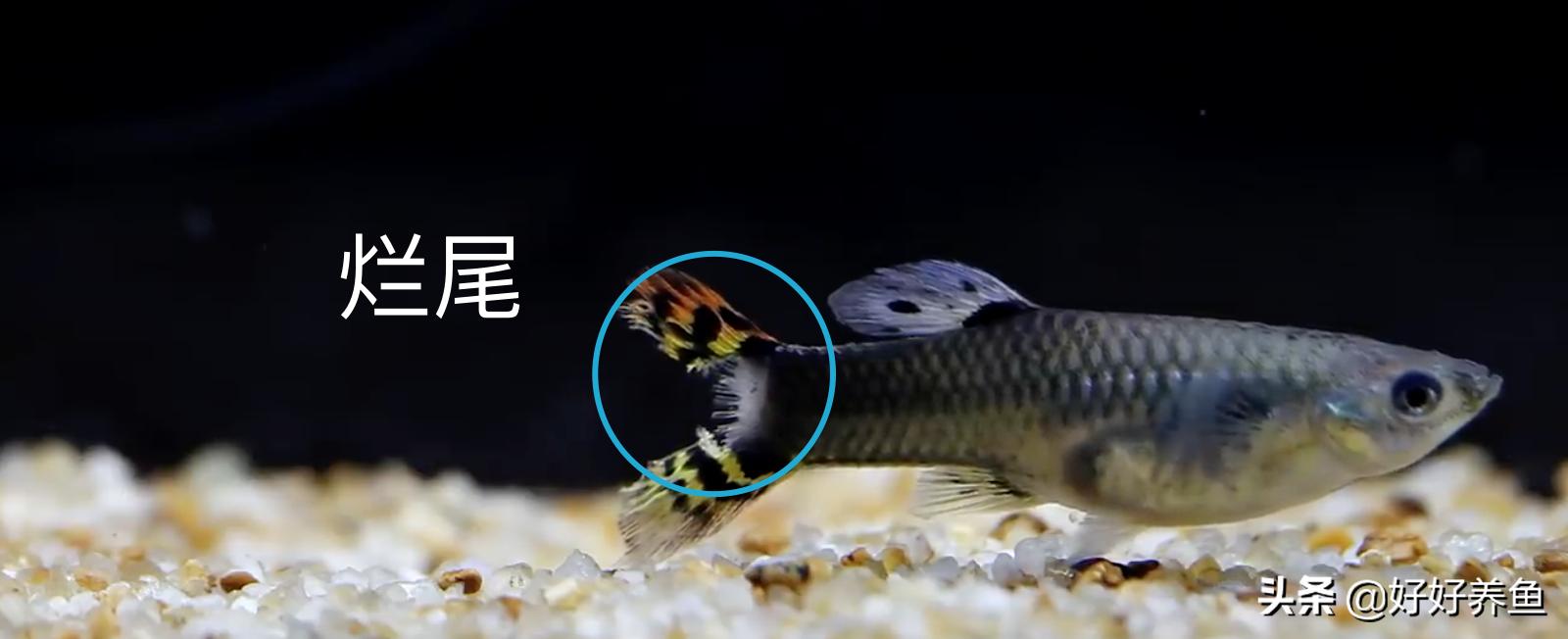 如何治疗鱼病不入坑,怎么治疗鱼病