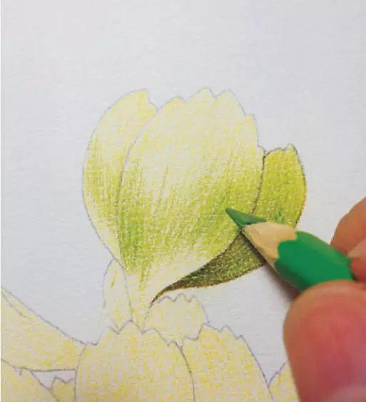 彩铅画入门教程多肉,彩铅画教程入门多肉