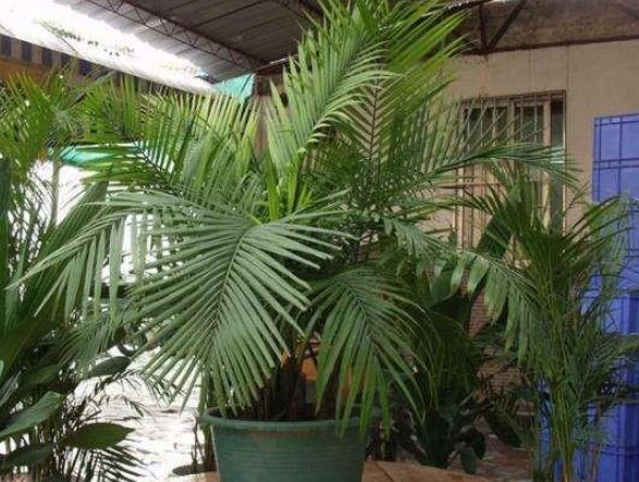 养蚯蚓的粪拉回去怎么发酵,蚯蚓粪可以直接撒在土壤里吗