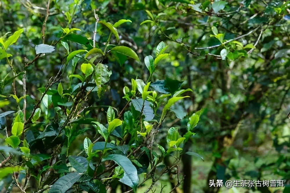 2019年普洱茶新茶必买的几个理由,几款普洱熟茶的口粮茶最好