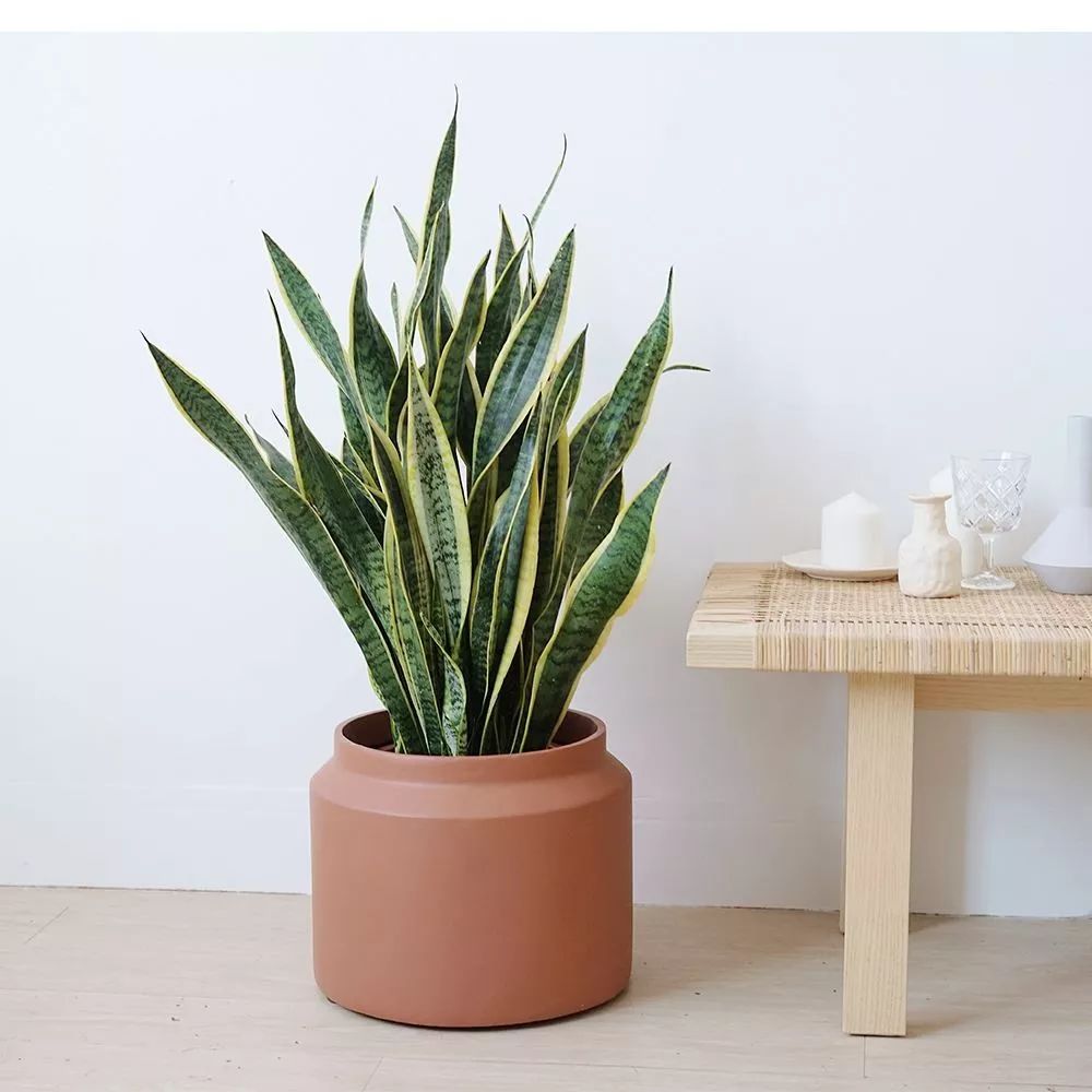 适合邻居养的十种花,养这7种花大人小孩都能养好