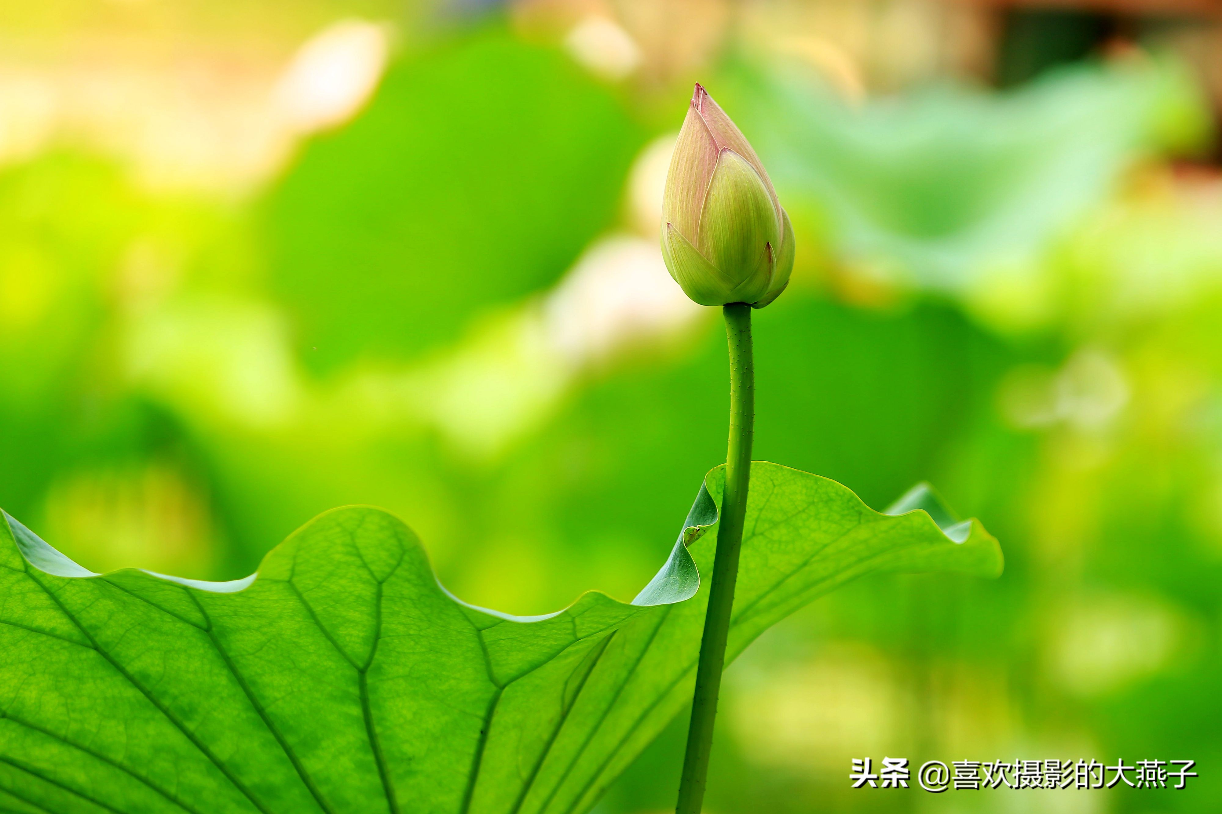 紫竹院京城景区,京城皇家御河紫竹院