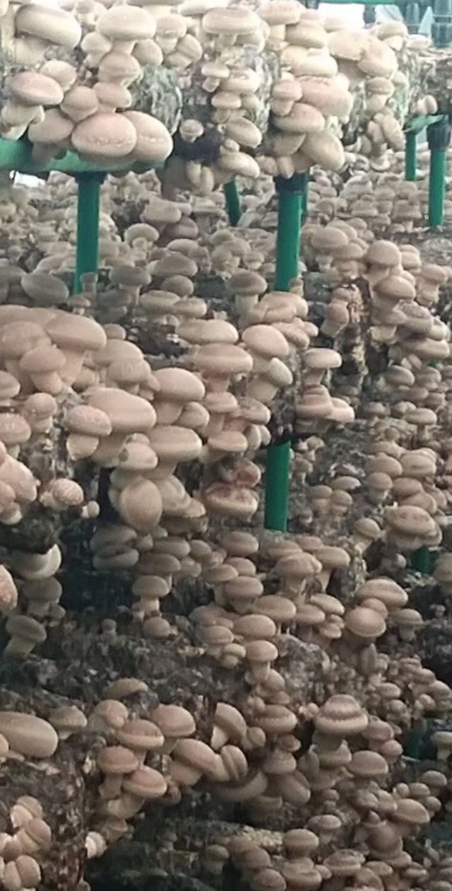 关于香菇出菇技术的视频,香菇不出菇如何解决