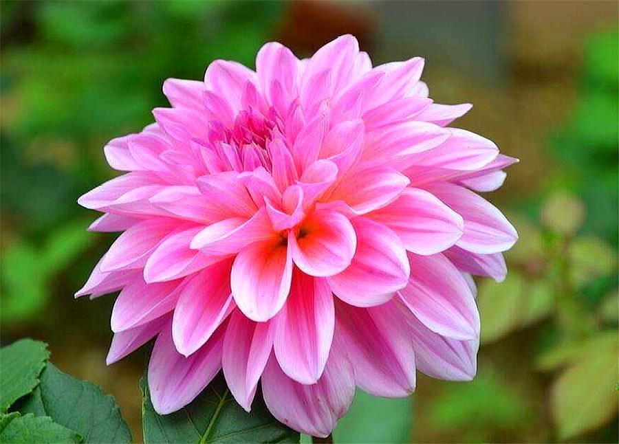 冬天养大丽花，越懒越安全，学会2要2不要，安全越冬来年开爆盆