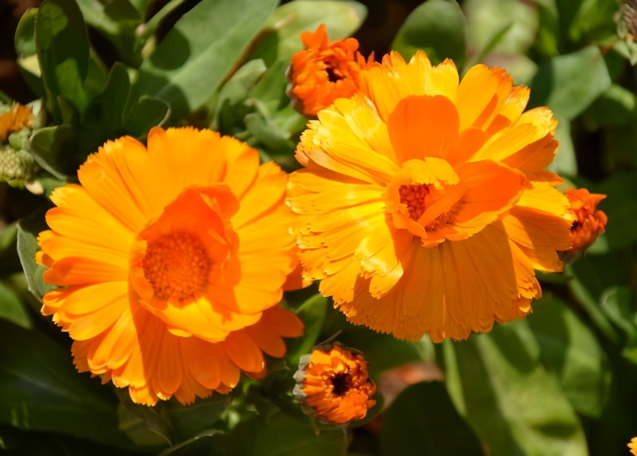 爽肤水推荐油皮痘肌科颜氏,科颜氏保湿爽肤水评测