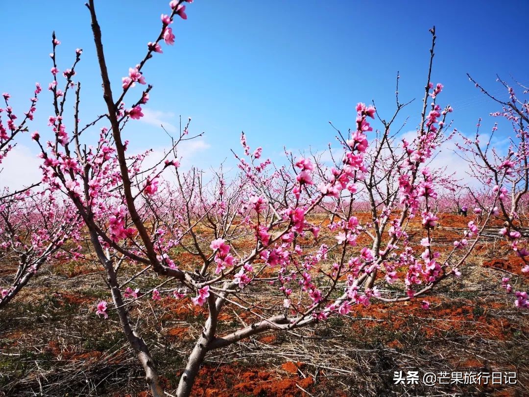 云南适合隐居的小山村,云南与世隔绝的花海