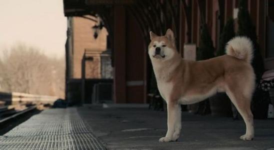 真实事件改编的无数感人催泪电影,一部根据真实故事改编的催泪电影