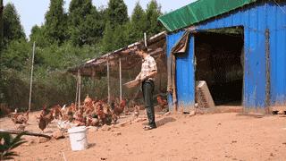 深圳卫健委|你从乡下带的土鸡蛋,或许还不如超市买的普通蛋