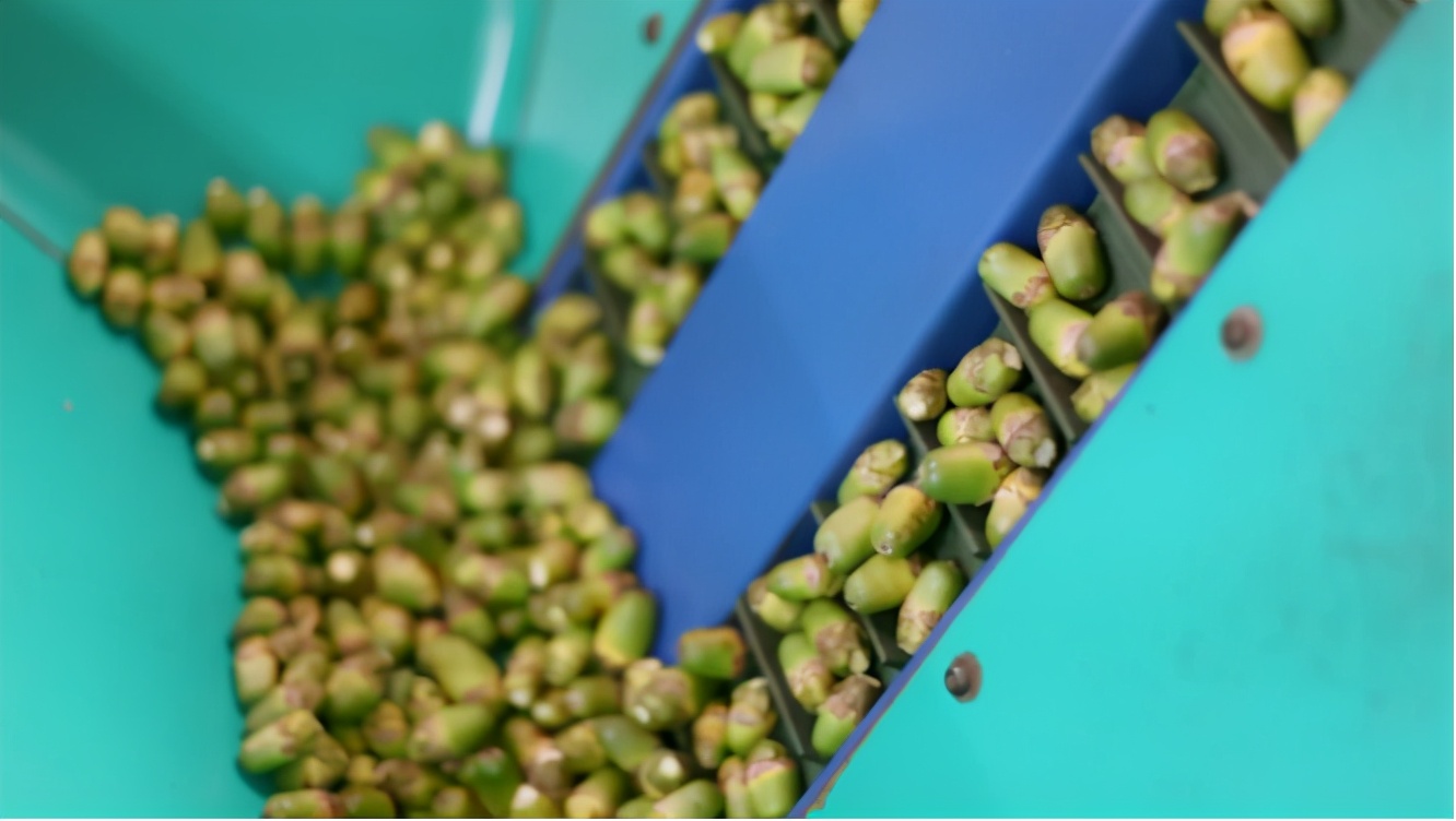 明知槟榔有害为啥不禁止,明知槟榔有毒为何还要吃