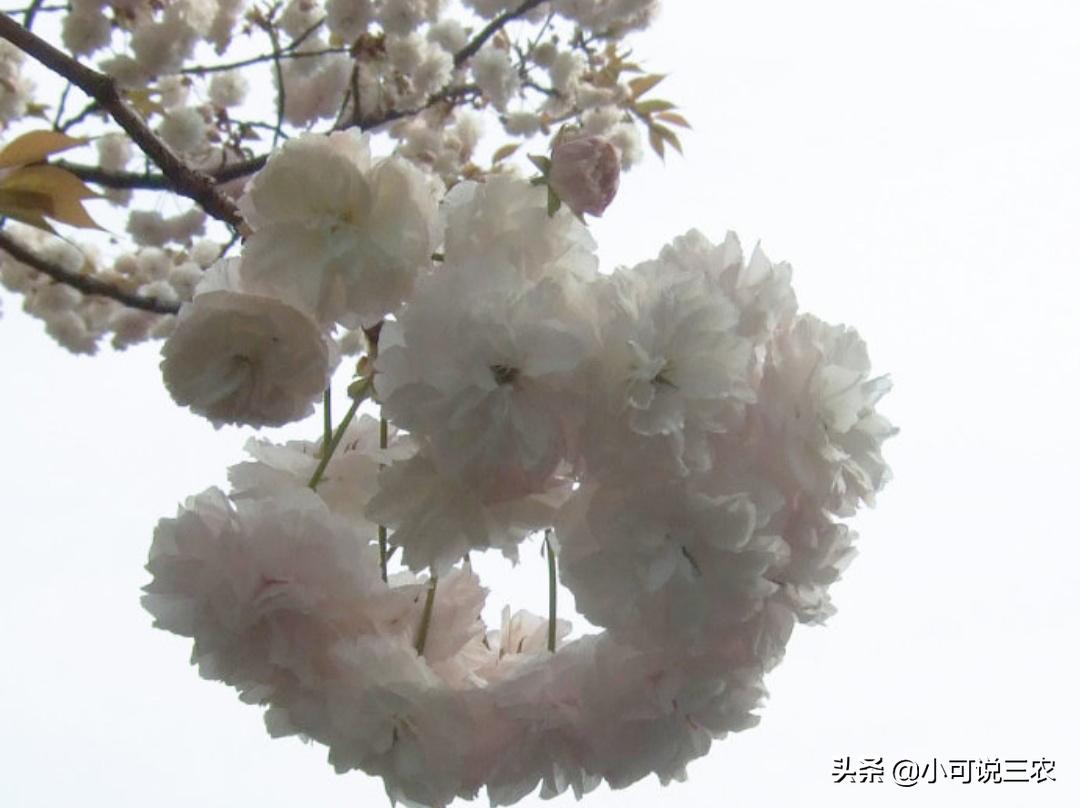 它的名字叫做六月雪，看似有着天大的冤屈，事实是你想多了