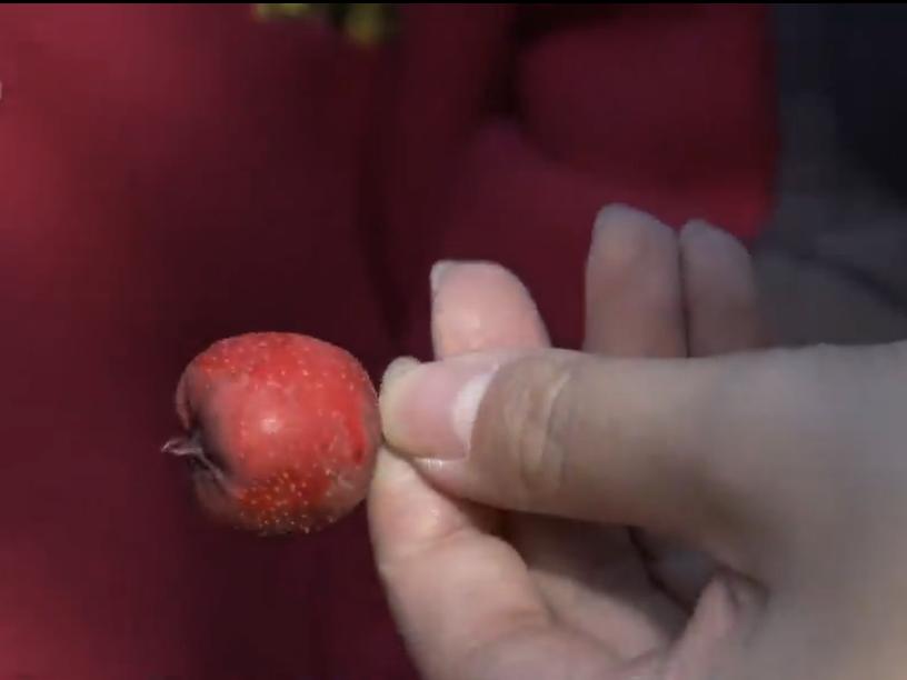 辽宁省盘锦家庭主妇数年布局，小果子卖出千万元