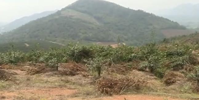 果树被别人砍一棵赔偿案例,广西大量果树被砍