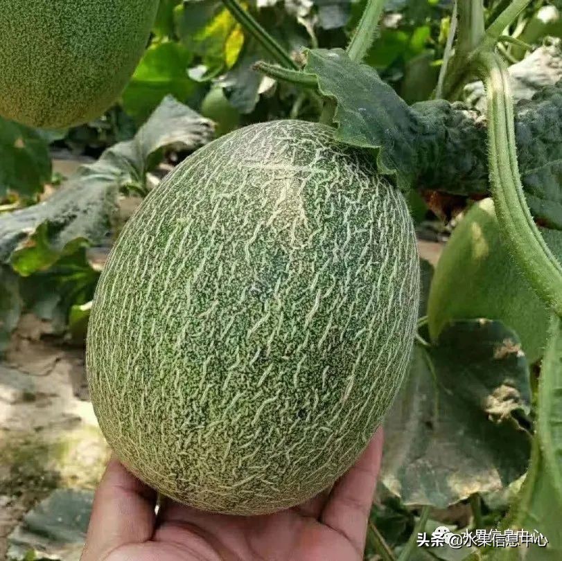 水果天堂：海南水果品种及上市时间表