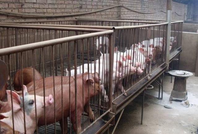 母猪泌乳阶段注意事项,泌乳期母猪的营养需求及控制方法