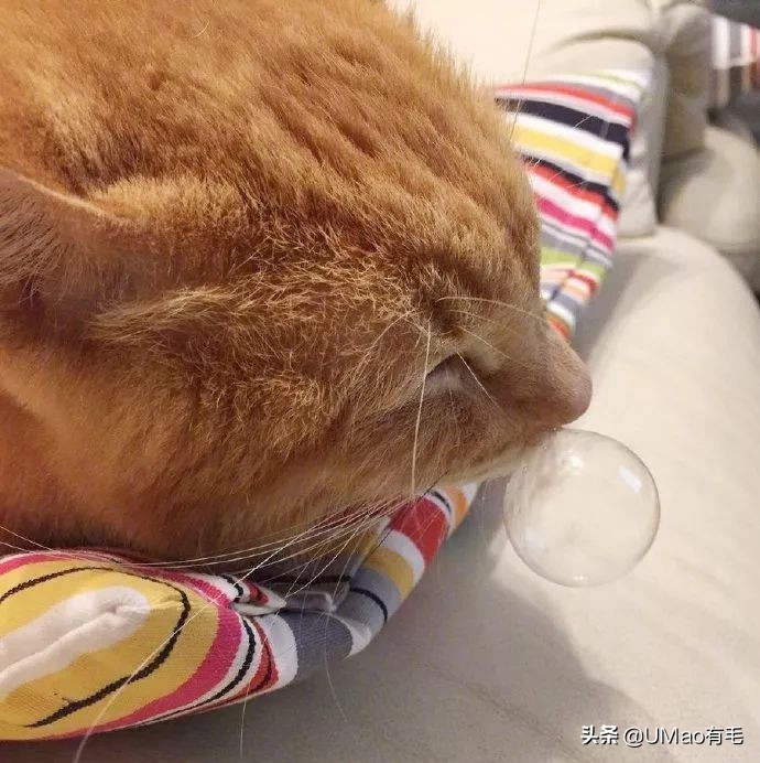 猫感冒会传染其他猫吗,猫感冒了有哪几种表现