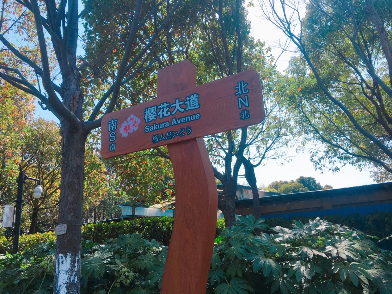 春天必打卡的樱花胜地顾村公园,顾村公园樱花照片视频