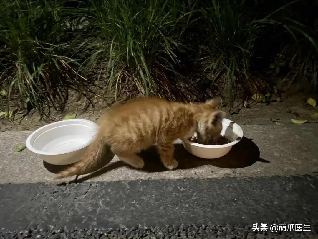 双目失明的猫咪好养吗,瞎了一只眼睛的猫能养吗