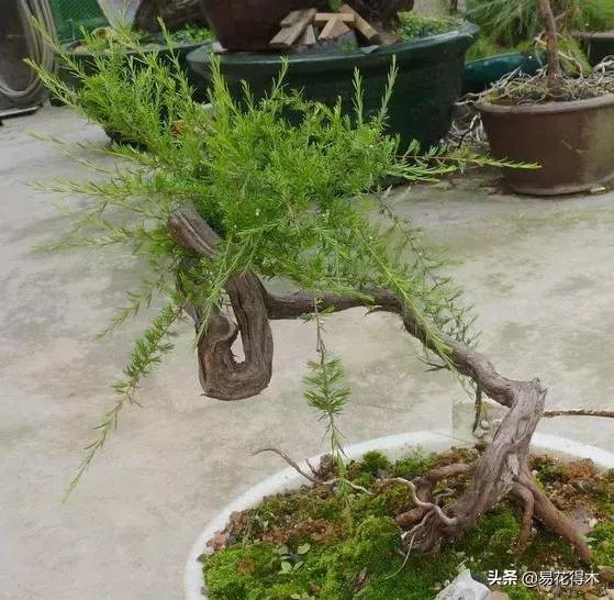 岗松有几个品种,岗松盆景的寓意是什么