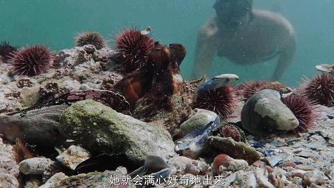 人鱼情未了在线阅读,人鱼情未了电视剧免费观看