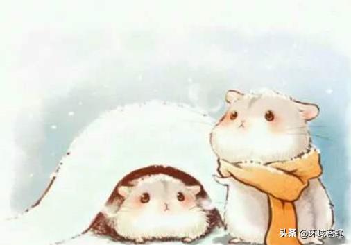 仓鼠有什么让人不理解的行为,仓鼠最容易误解的地方