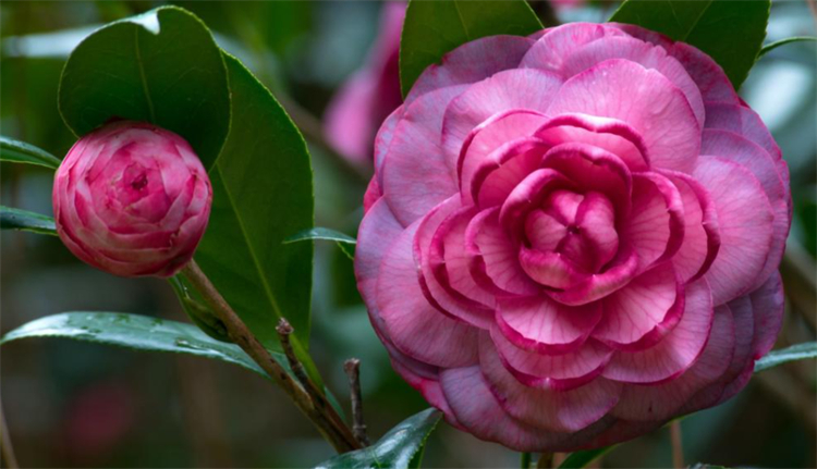 向女朋友道歉送什么花合适,给女友道歉送什么花合适呢