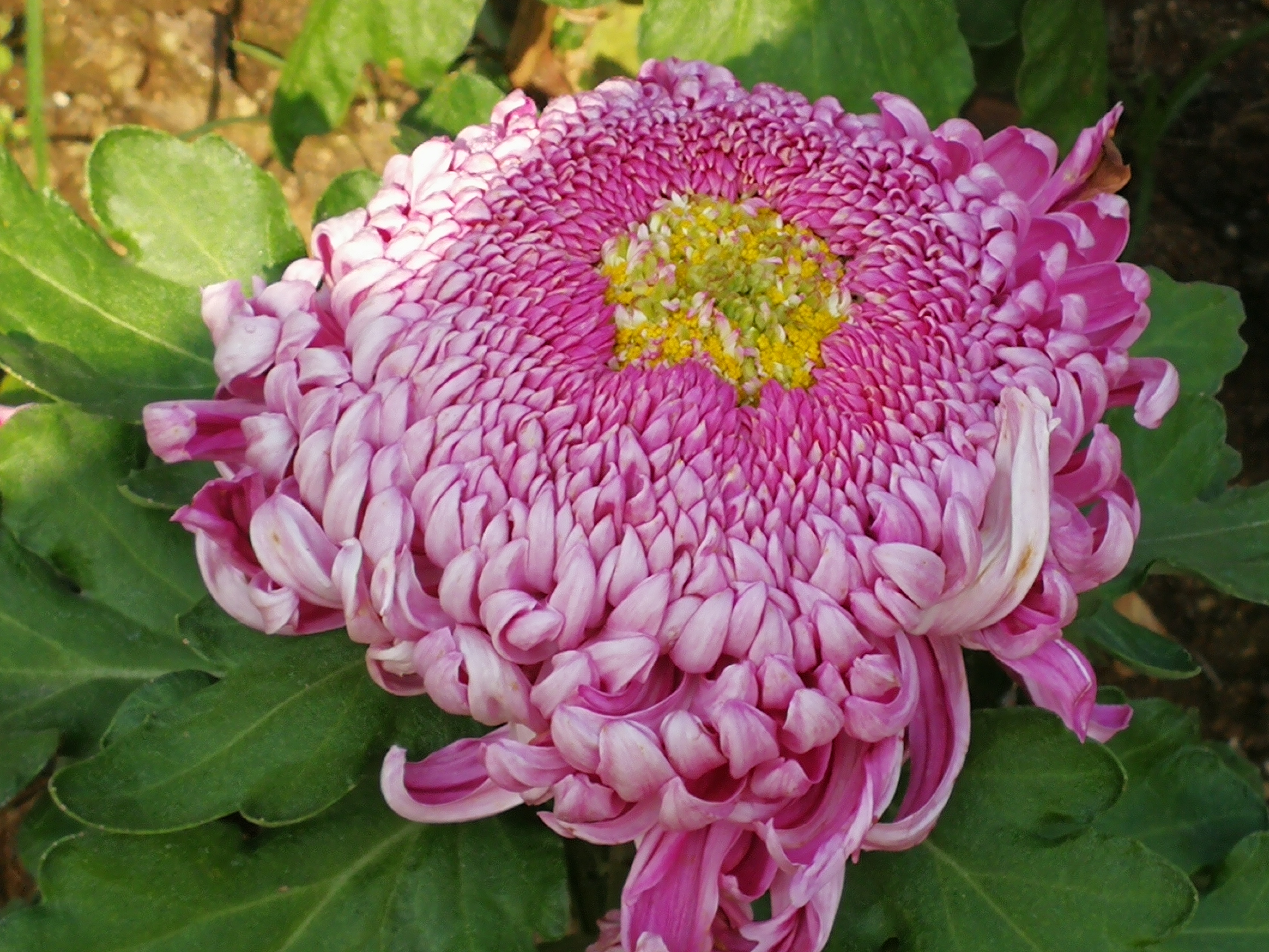 苏州上方山森林公园项目,苏州上方山森林公园好吗