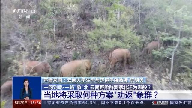云南象群迁徙损失,云南象群迁徙事故